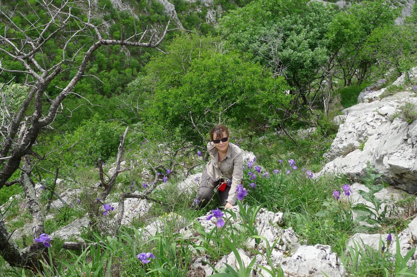 <p>Ilirske perunike v dolini Glinščice – za spomin ne naberemo divjega cvetja, raje naredimo fotografijo.</p>
