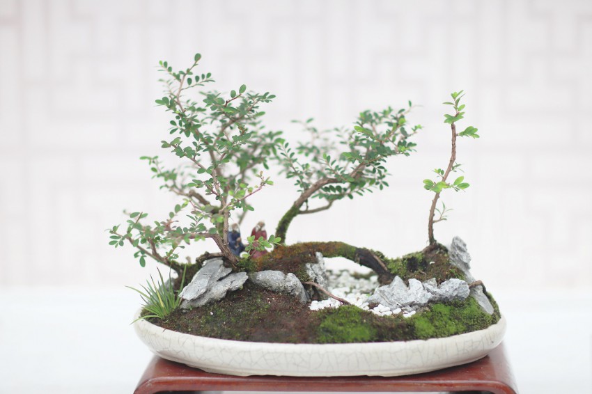 <p>V penjingih in bonsajih so od listavcev cenjene vrste z zelo majhnimi listi, saj je z njimi laže poustvariti obliko pravih dreves.</p>