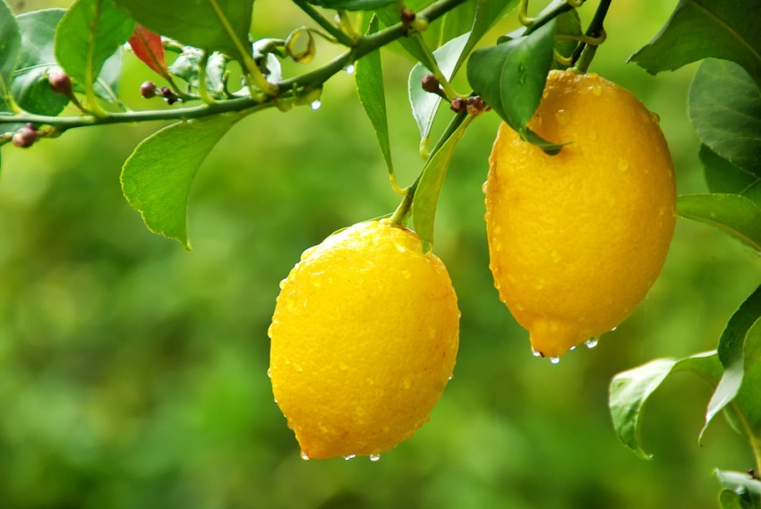 <p>Na domačem vrtu v Los Angelesu, kjer Marie Kondo živi z možem in dvema hčerkama, rastejo tudi limone.</p>