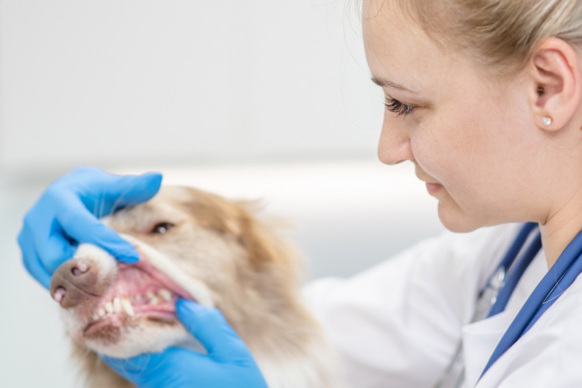 Če se težave ponavljajo ali če gre za dlje časa trajajoč slab zadah, psa odpeljite k veterinarju.