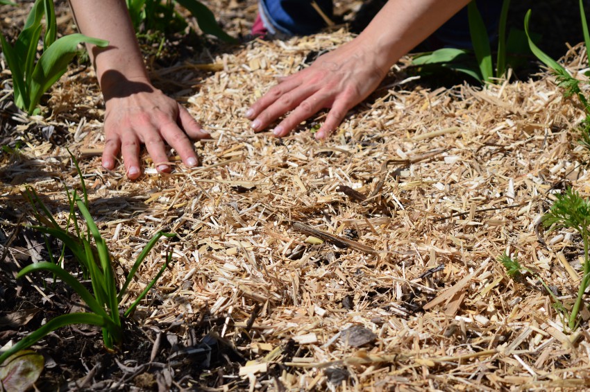 <p>Po rahljanju in dodajanju komposta tla zastremo z organsko zastirko. Tudi miskant se dobro obnese.</p>