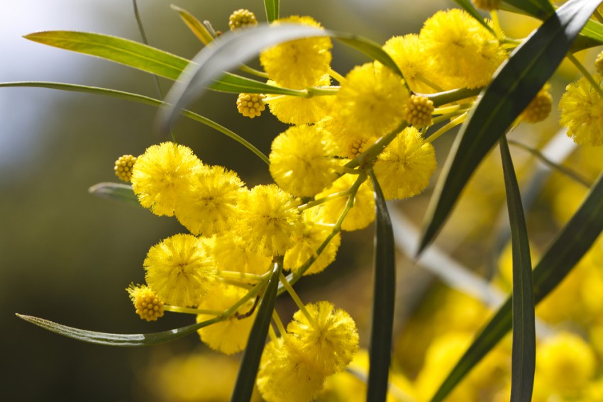 <p>Rumeno cvetoče mimoze od januarja do marca krasijo francosko riviero.</p>