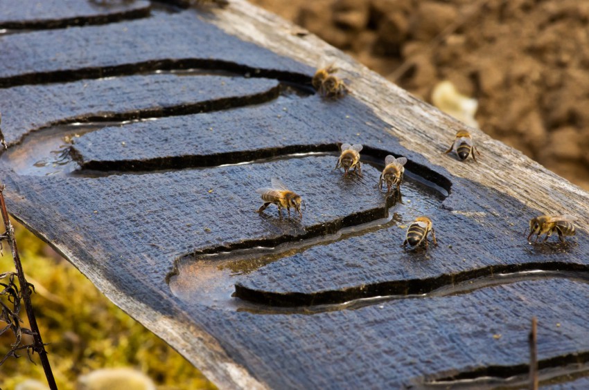 <p>Priljubljen čebelarski napajalnik - na desko kaplja voda iz rezervoarja.</p>