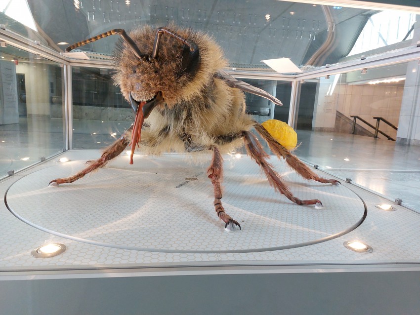 <p>Kranjska čebela – 3D-kranjica, fizični model čebele delavke <em>Apis mellifera carnica</em>, je bil na ogled na svetovni razstavi Expo v Dubaju.</p>