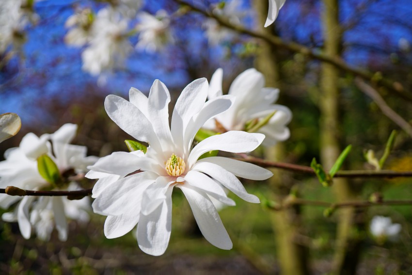 Bela zvezdasta magnolija cveti med prvimi.