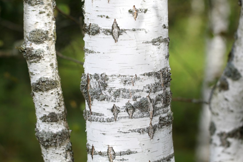 V raziskavah preučujejo tudi zaščitne spojine v brezovi skorji.