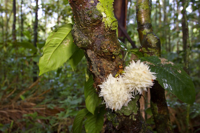 <p>Drevesna vrsta iz amazonskega deževega gozda – cvetenje na deblu je posledica<strong> </strong>kavliflorije<strong>.</strong></p>