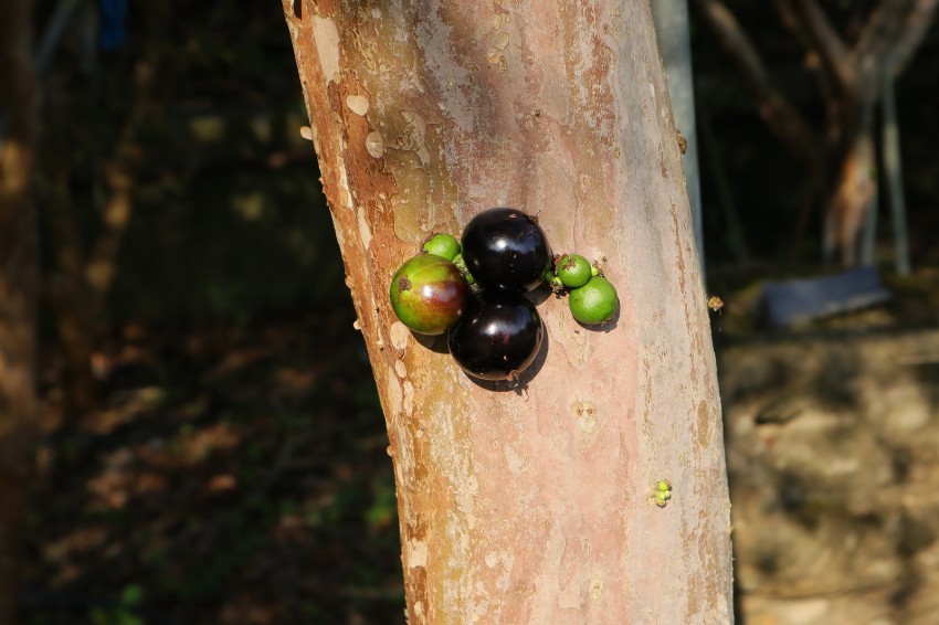 <p><em>Brazilsko drevo Plinia cauliflora, </em>katerega užitni sadeži v zrelosti počrnijo, prav tako rodi na starem lesu.</p>