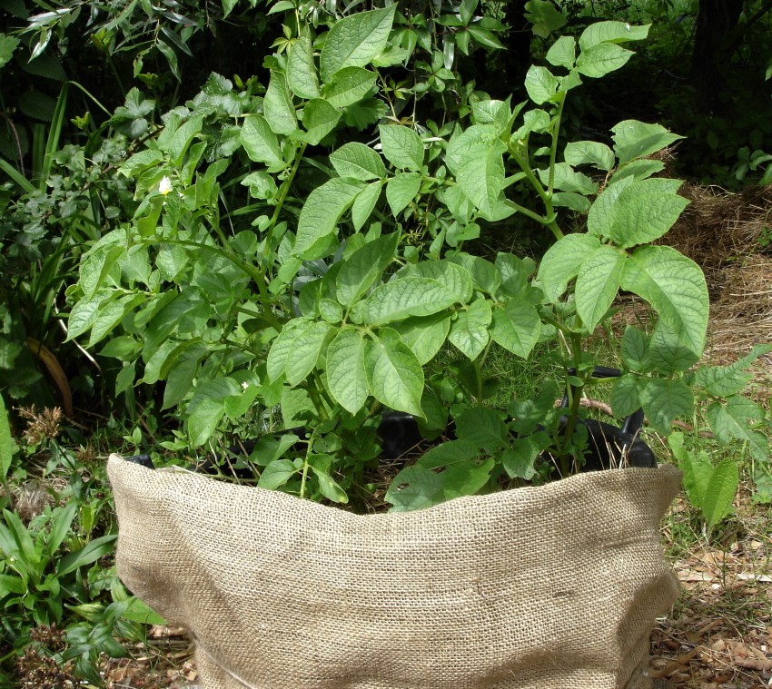 Na majhnih vrtovih sadimo krompir v velike lonce ali vreče – izkoristimo vertikalo.