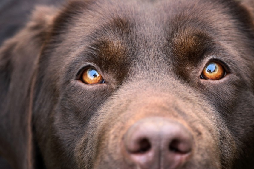 Prepričanje, da so psi barvno slepi, je zmotno.