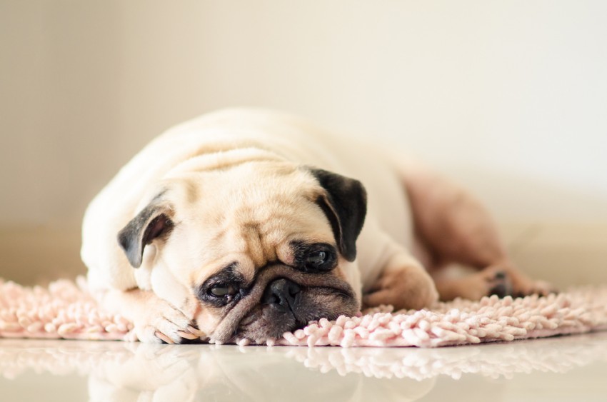 Tudi na pse vplivajo stresni hormoni, kot sta adrenalin in kortizol, zato lahko postanejo depresivni.