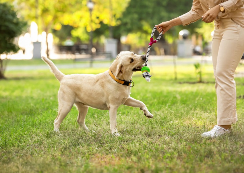 Med sprehodom se s psom še poigrajte ter ga na tak način dodatno razgibajte.