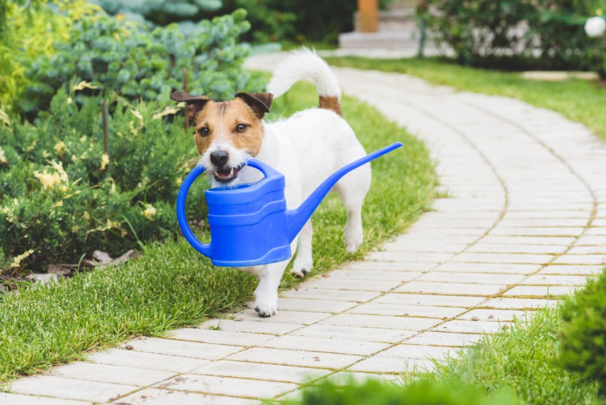 Psa lahko celo naučite, da vam pomaga pri vrtnih opravilih.