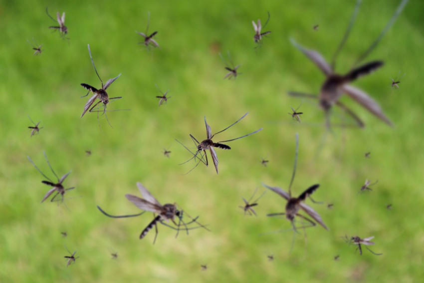 Z izpustom sterilnih komarjev v naravo želijo zmanjšati populacijo komarjev pa tudi uporabo insekticidov na tem območju.
