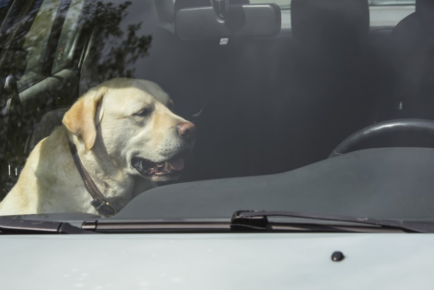 Psa nikakor ne puščajte samega v zaprtem avtomobilu.