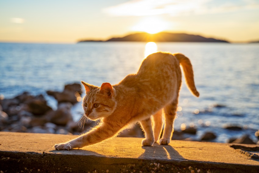 V tokratnem fotonatečaju bomo iskali najbolj simpatično poletno fotografijo psa ali mačke.