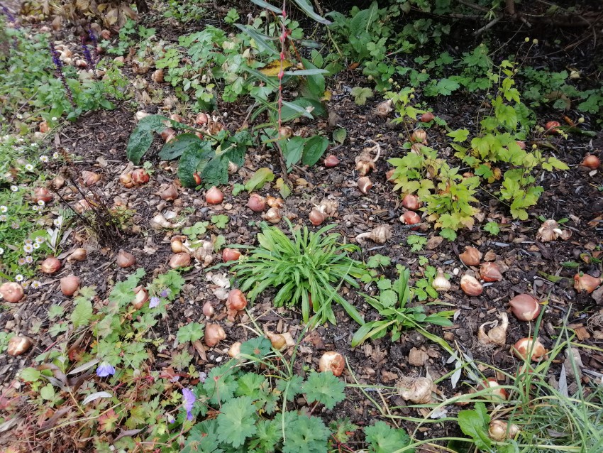 <p>Čebulice sadimo na grede med okrasne zelnate trajnice. Tako bodo cvetlične grede lepe še preden se trajnice zbudijo.</p>