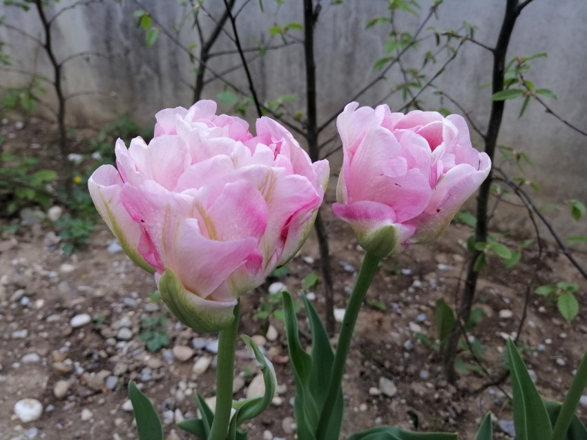Potonika? Ne, tulipan! Iz leta v leto je več sort na trgu. Tulipani s polnjenim cvetom niso več redkost. 