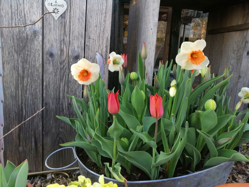 Če dobro premislimo, je zasaditev v loncu lahko cvetoča kar nekaj časa. Konec marca zacvetijo že prve narcise, zraven jim delajo družbo popki tulipanov.