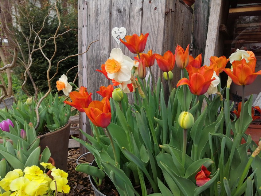 Kasneje, ko narcise že počasi zaključujejo s cvetenjem, so tulipani v polnem razcvetu, poznejše sorte pa šele v popkih.