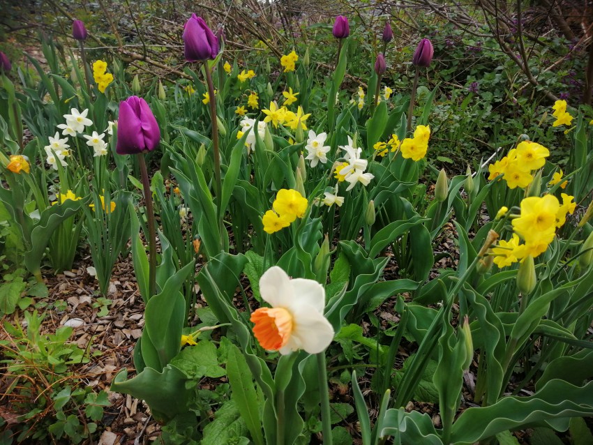 V začetku aprila dopolnijo gredo z narcisami zgodnje sorte tulipanov.