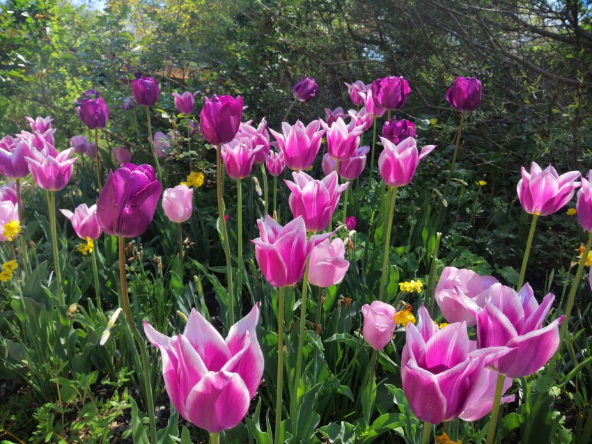 Na koncu se šopirijo na gredici pozne sorte tulipanov. Ko odcvetijo, bodo trajnice že lepo razraščene, spomladi cvetoče kot so volčji bob, orlice bodo tudi kmalu zacvetele. 