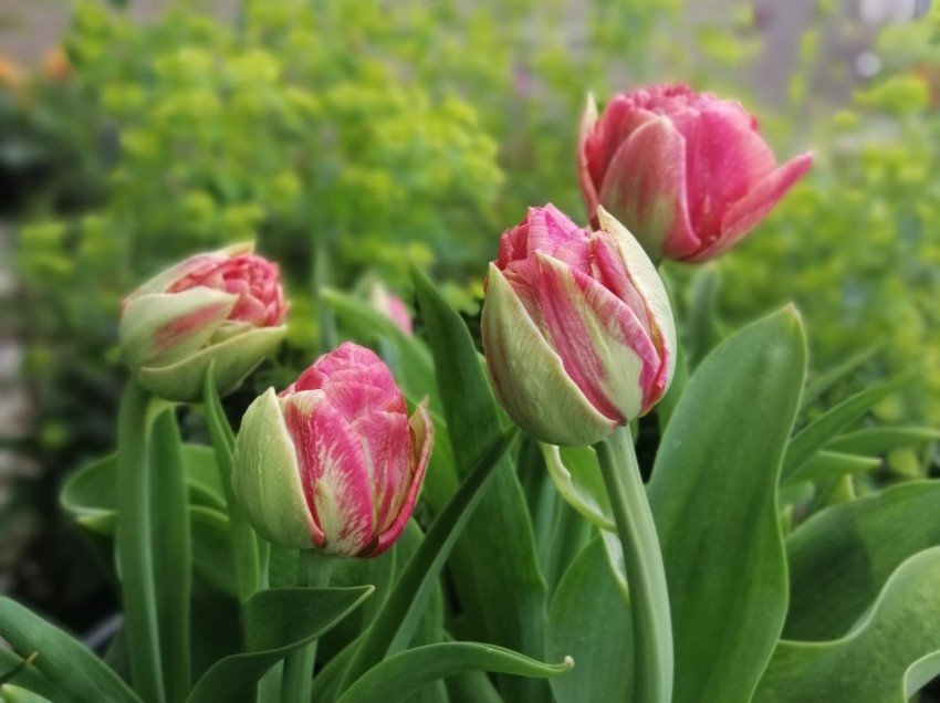 Tulipani so lepi v vseh fazah. Poglejte, kako čudoviti so ti popki!