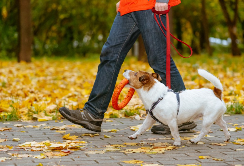 Sprehajalec psov bo psu omogočil zadostno mero gibanja in tudi igre.