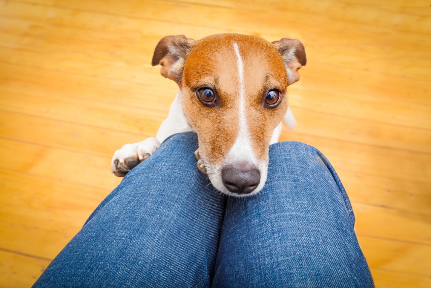 Psi s strmenjem v skrbnikove oči najpogosteje izražajo naklonjenost.
