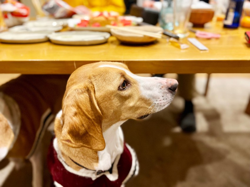 Če vas kuža nepremično gleda ob polni mizi, morda upa na to, da mu boste namenili kakšen grižljaj.