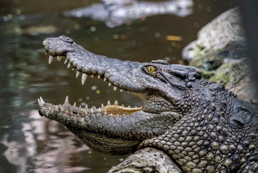 Krokodil lahko v življenju zamenja tudi več kot 8000 zob!