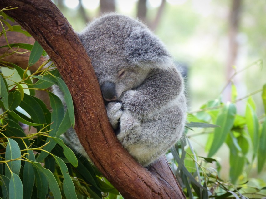 Koale spijo okoli 18 ur na dan.