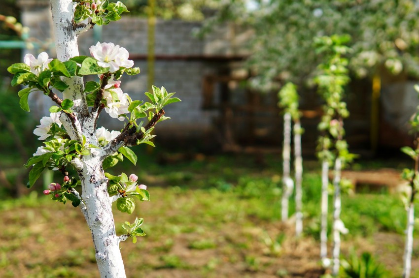 <p>Cvetenje pri stebričasti jablani.</p>