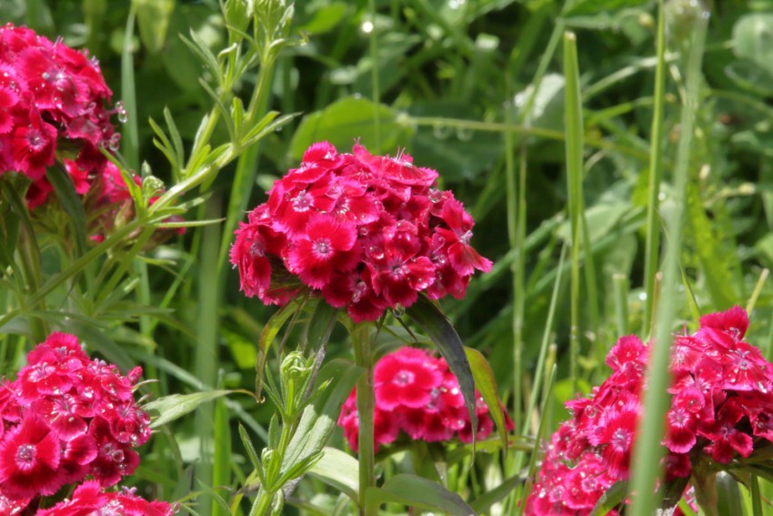 Vedno lep in poživljajoč bo šopek rožnato rdečega cvetja.