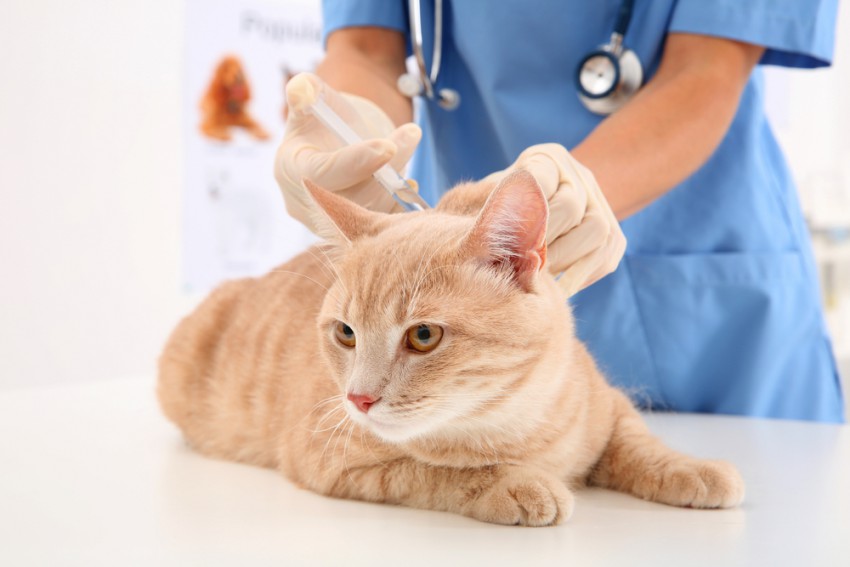Veterinarski stroški na mačko niso zanemarljivi.