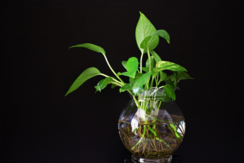 <p>V naših domovih je najpogostejša hidroponsko gojena sobna rastlina zlati potos.</p>