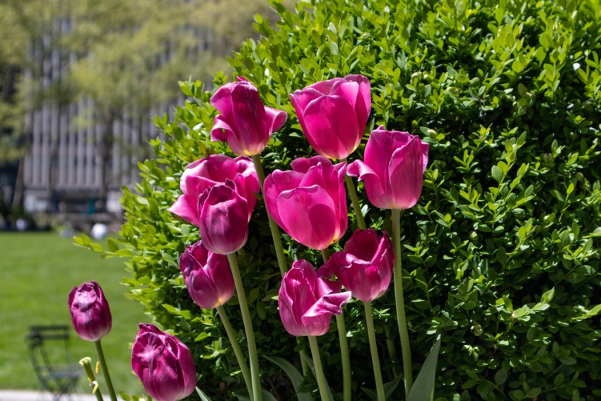 <p>Lepe so tudi pastelne barve tulipanov.</p>