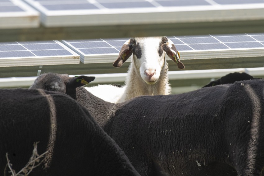 Ovce na območju sončne elektrarne v okrožju Donaustadt.