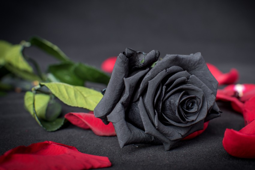Črno vrtnico naj bi mnogi povezovali z žalovanjem in sovraštvom.