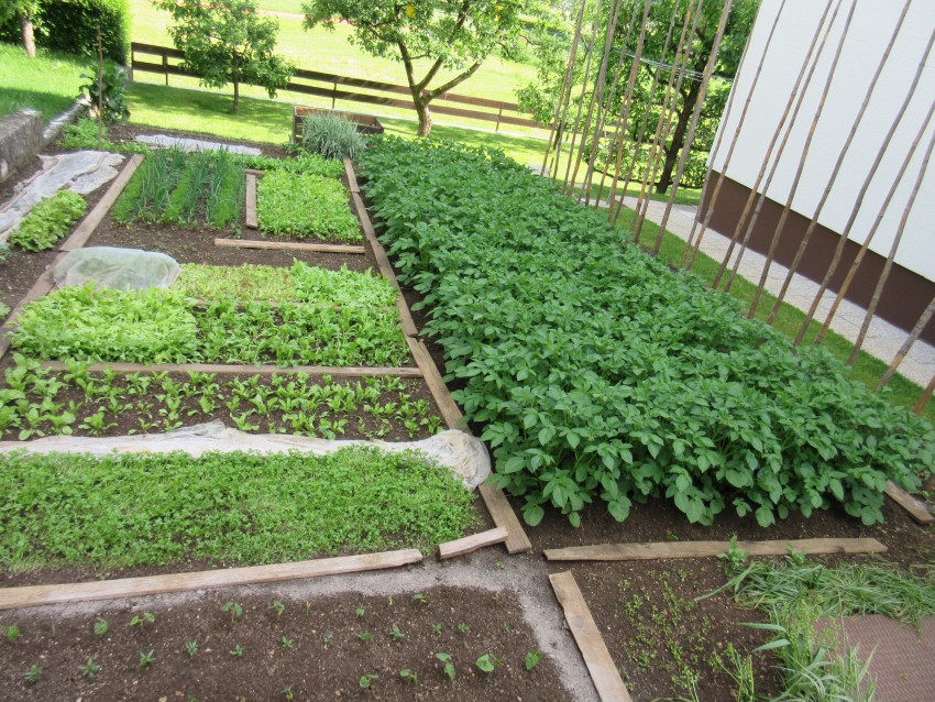 Osnova štiriletnega kolobarja je delitev vrta na štiri dele ali poljine, na katerih bomo sejali in sadili različne zelenjadnice.