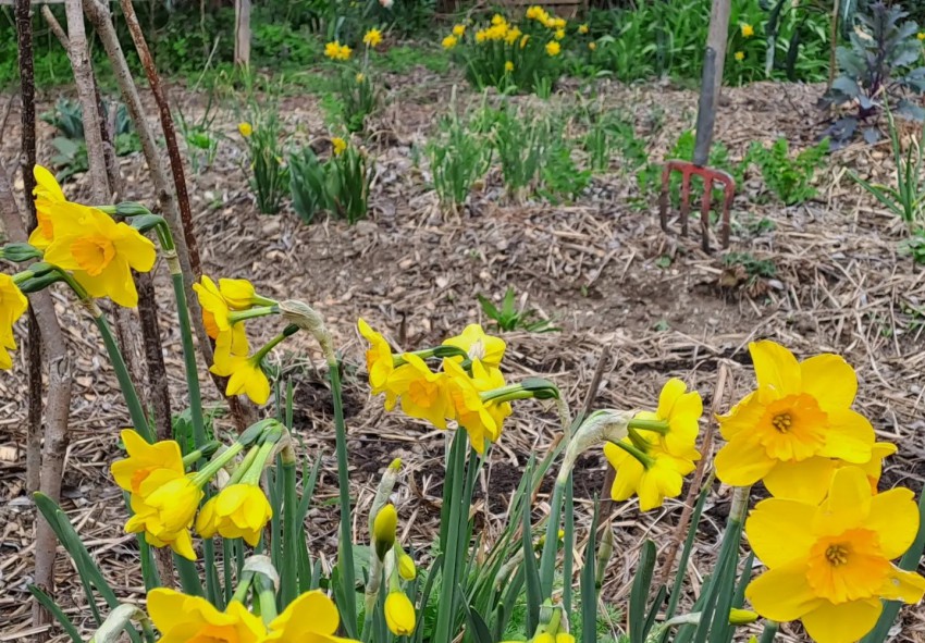 Narcise na zelenjavnem vrtu pomagajo odganjati voluharja, hkrati pa poskrbijo, da je vrt v tem času barvit. 