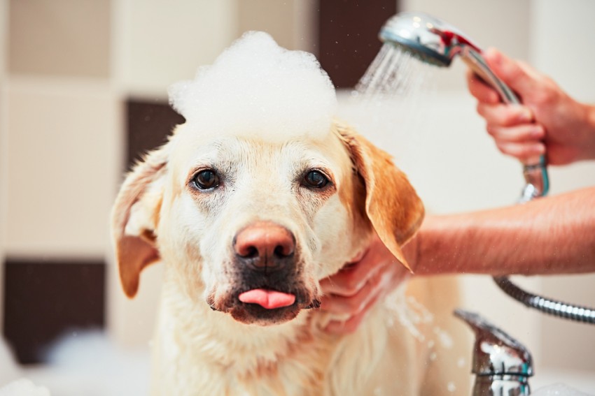 Pretirano umivanje lahko psu škoduje.