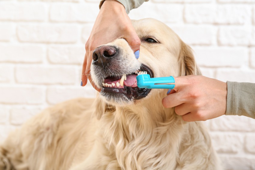 Nujna je skrb za pasjo ustno higieno.