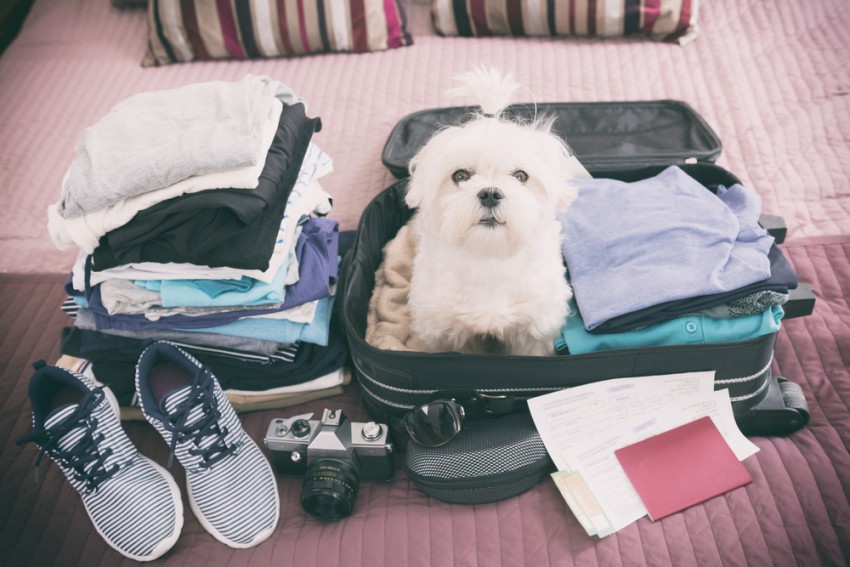Preden se odpravite na počitnice, dobro preverite v katerem pasjem hotelu boste pustili vašega najboljšega prijatelja.