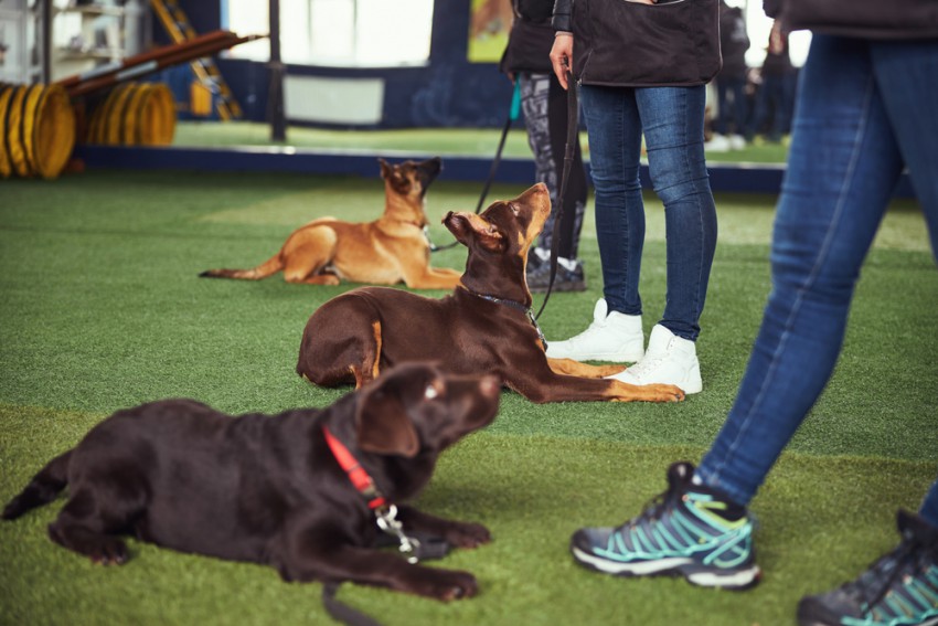 Eden od načinov za obvladovanje dominantnega vedenja pri psih je trening socializacije v pasji šoli.