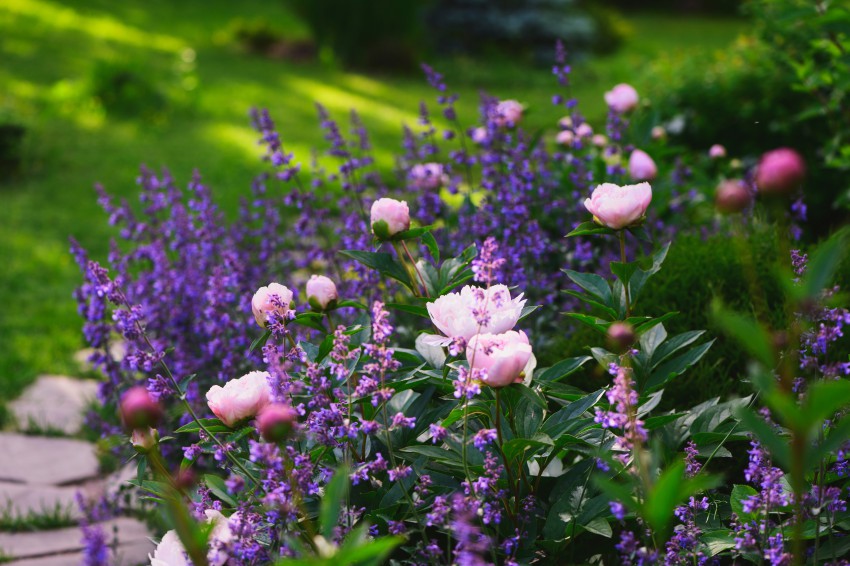 <p>Zgodnjepoletna svežina z rožnatimi potonikami in višjo sorto mačje mete, ki cveti izrazito modro.</p>