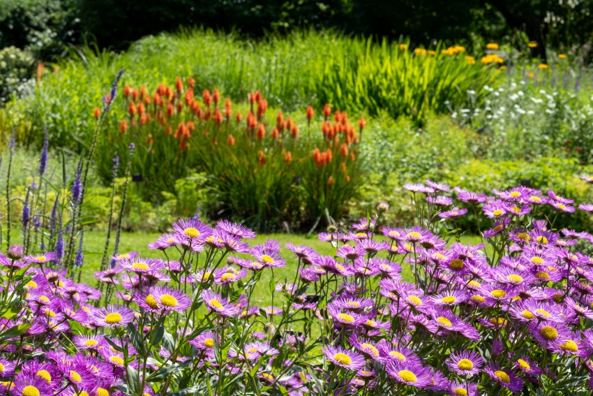 <p>Za prostrane parkovne površine je primerna soseščina izrazito visokih trajnic, ki jim barvo dajejo baklaste lilije v ozadju in jesenske astre.</p>