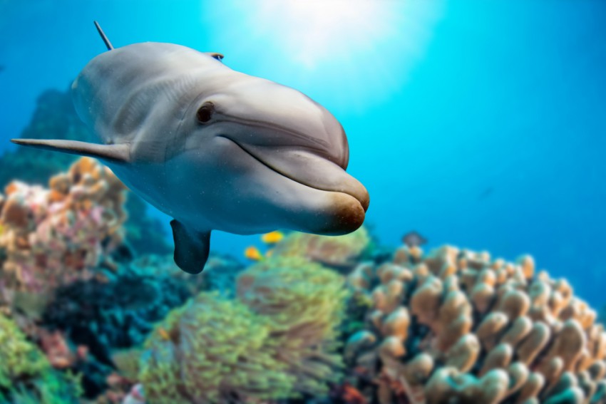 Delfini so se izkazali za odlične pomočnike ljudem, odlični so tudi pri iskanju podvodnih min.