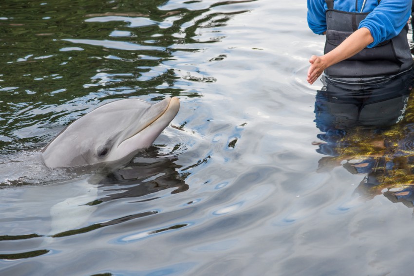 Trenerji z ročnimi in tudi besednimi znaki nakazujejo smer iskanja. Delfini nato sledijo tem znakom, da poiščejo mine in pokažejo njihovo lokacijo.