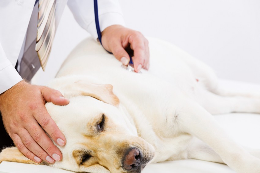 Ob sumu na kakršnokoli zastrupitev je priporočljivo čim prej poiskati veterinarsko pomoč.